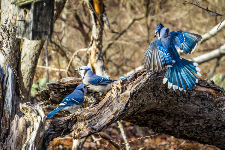 Blue Jays © Jillian Alexander