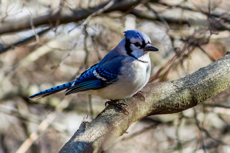 Blue Jay © William Zhen