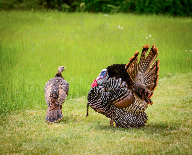 Wild Turkey © Jeffrey Dannay