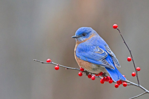 Eastern Bluebird on Winterberry © Cheryl Rose