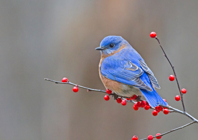 Eastern Bluebird on Winterberry © Cheryl Rose