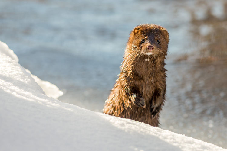 American Mink © Mark Lotterhand