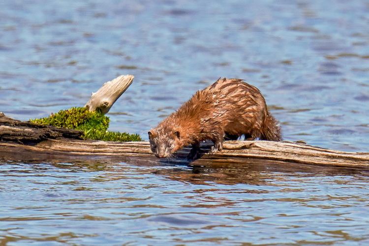 American Mink © Charlene Gaboriault