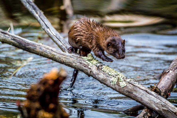 American Mink © Lauren Sullivan