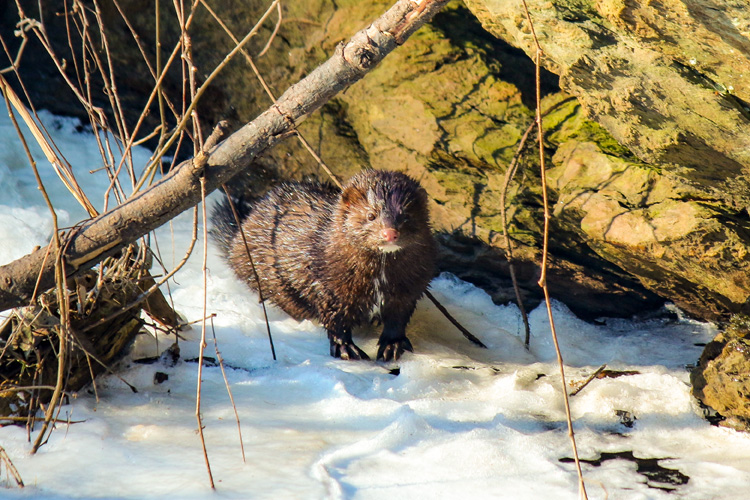 American Mink © Jason Barcus