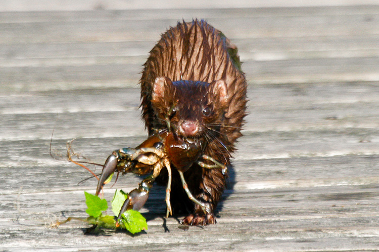 American Mink with Crayfish © John Harrison