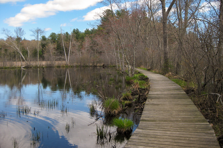 Clearer views and healthier native plants after Glossy Buckthorn removal - Winter 2019