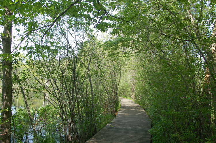 Boardwalk choked by Glossy Buckthorn