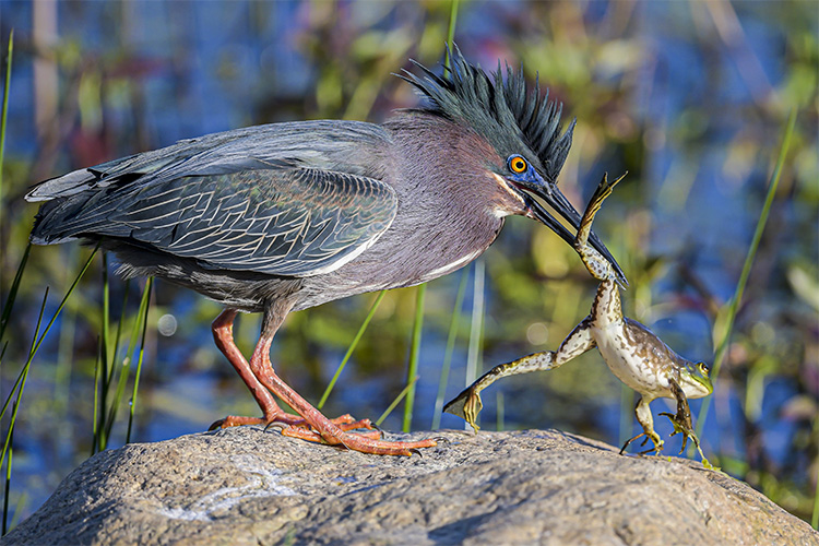 Green Heron © Michael Snow