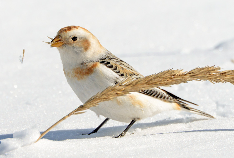 Take 5: Snow Buntings | Mass Audubon – Your Great Outdoors