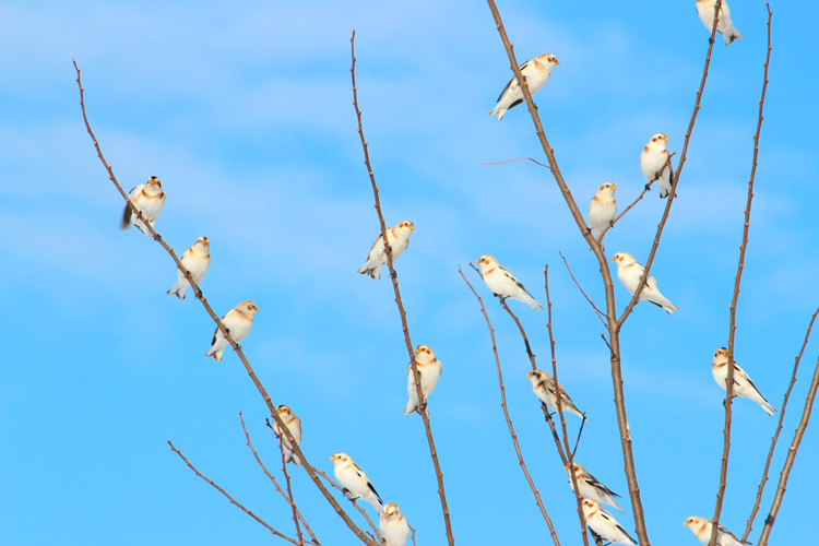 Snow Bunting © Fred Hosley