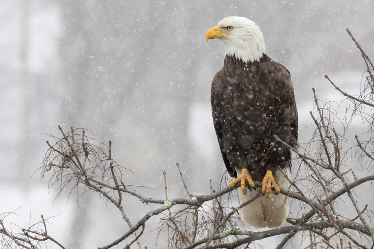 Bald Eagle © Kyle Wilmarth