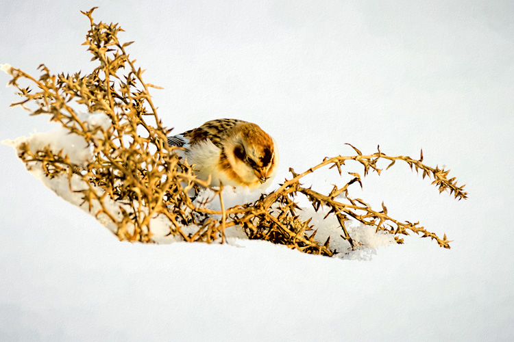 Snow Bunting © Myer Bornstein