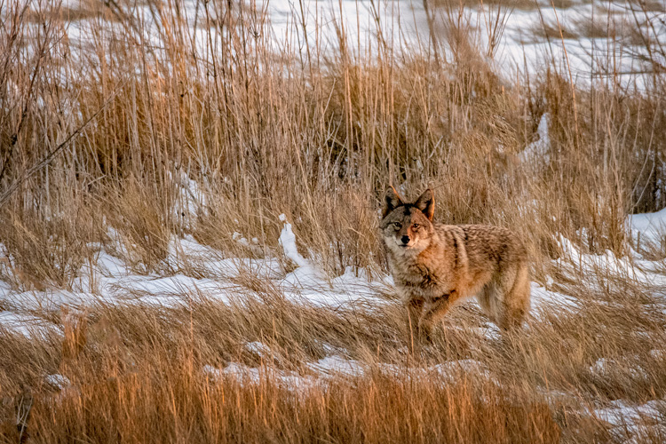 Coyote © Karen Walker