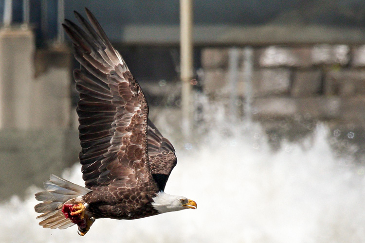 Bald Eagle © Dan Davis