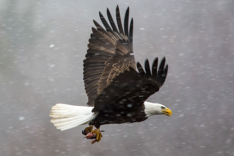 Bald Eagle © Claudia Carpinone