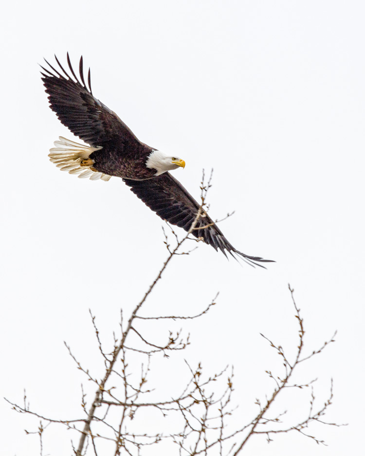 Bald Eagle © Lea Fiega