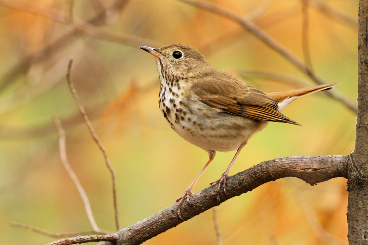 Hermit Thrush © Evan Lipton