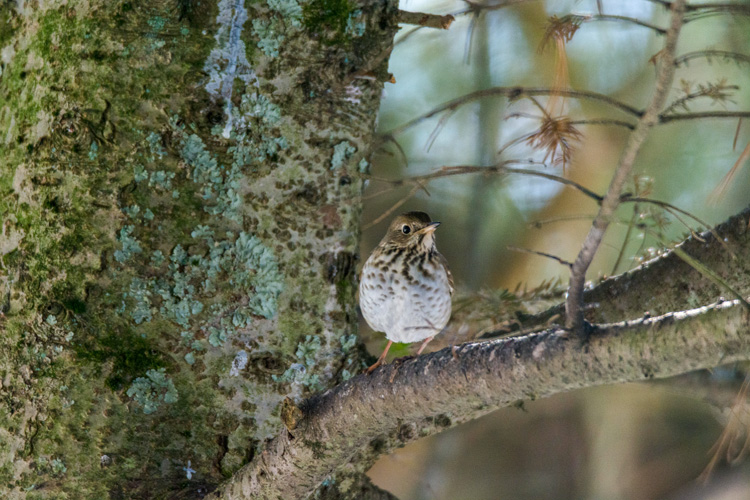 Hermit Thrush © Adolfo Cuadra