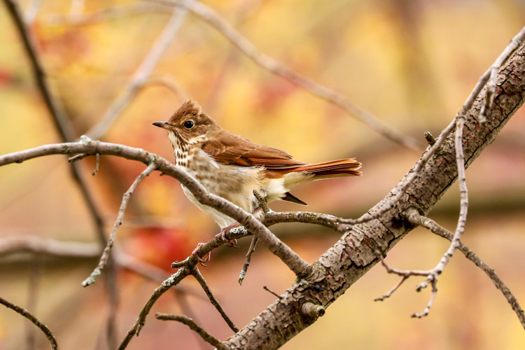 Hermit Thrush © Anthony Lischio