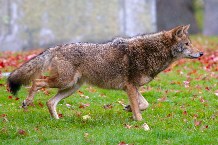 Coyote © Brian Rusnica