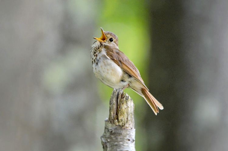 Hermit Thrush © Jaymie Reidy