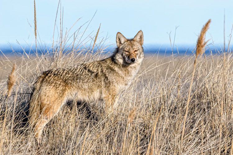 Coyote © Nancy Graupner