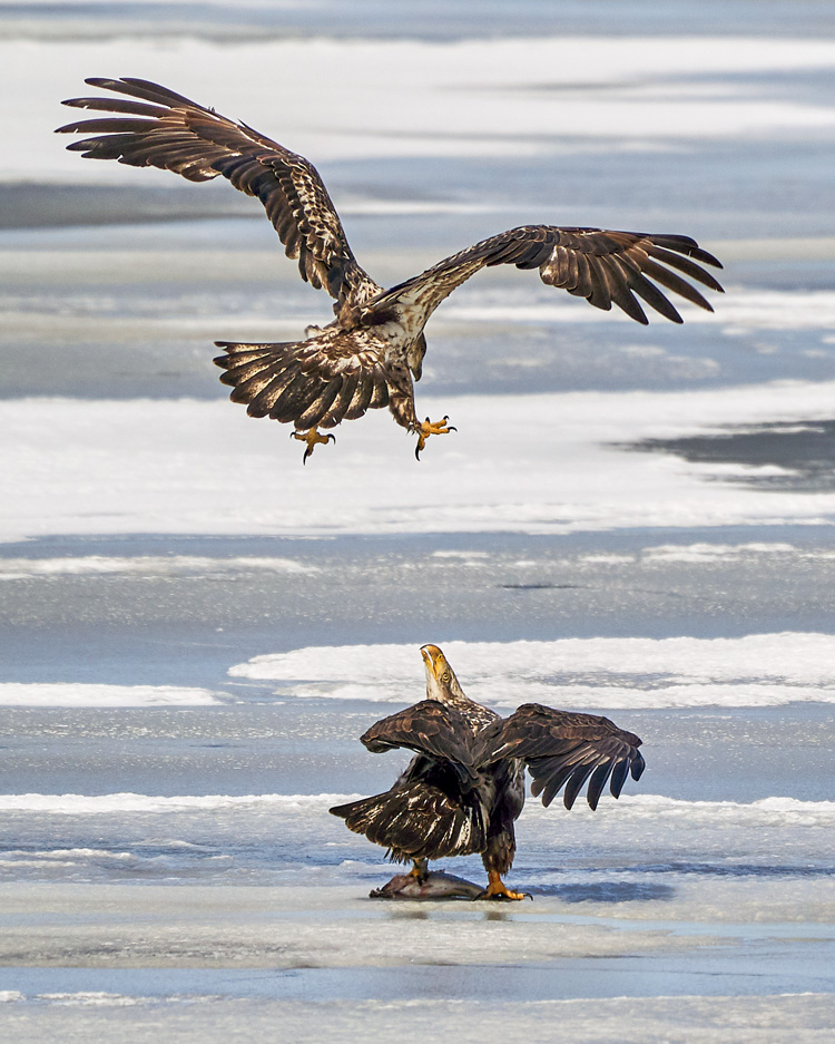 Bald Eagles © Jenny Zhao