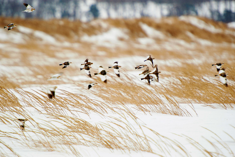 Snow Buntings © Simi Rabinowitz