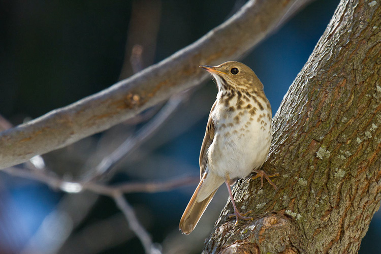 Hermit Thrush © Mark Rosenstein