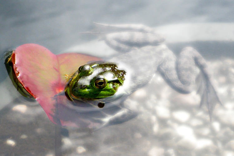 American Bullfrog © Vesna Maneva