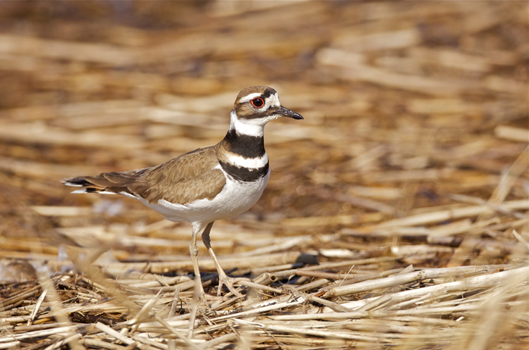 Killdeer © Ken DiBiccari