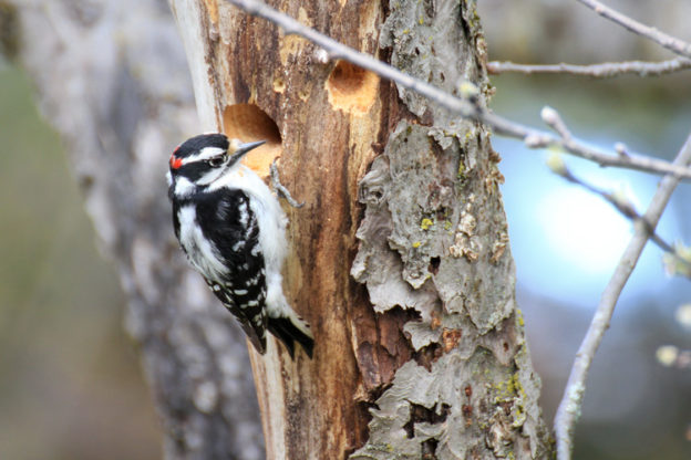 Downy Woodpecker © Bruce Gilman