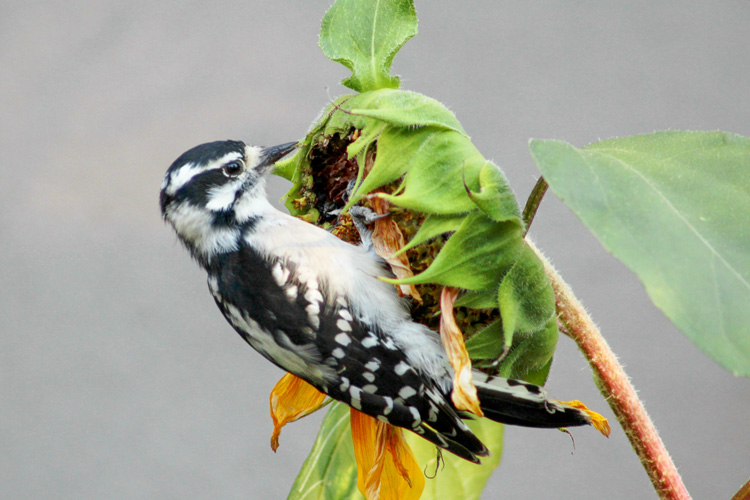 Downy Woodpecker © Rosalee Zammuto