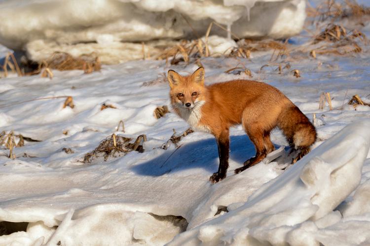 Red Fox © Karen Walker