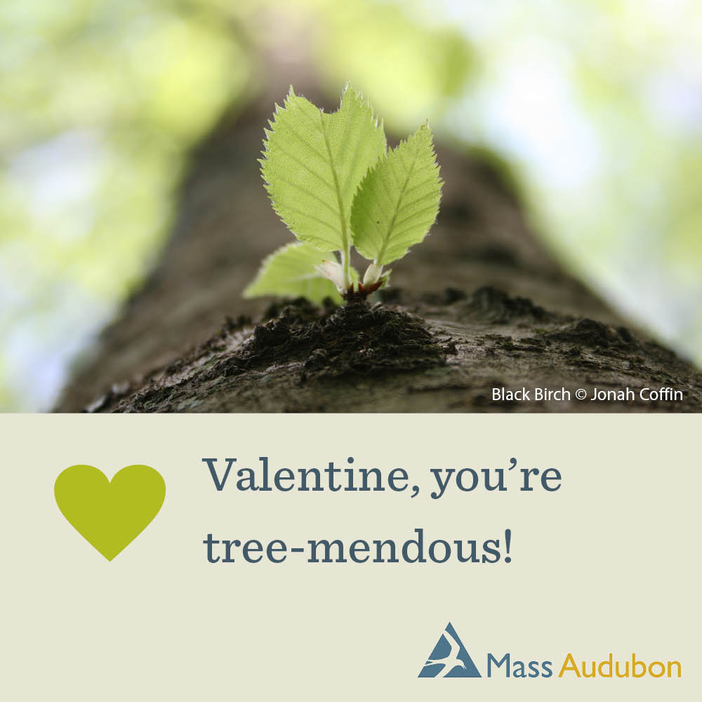 Valentine, you're tree-mendous! Black Birch © Jonah Coffin