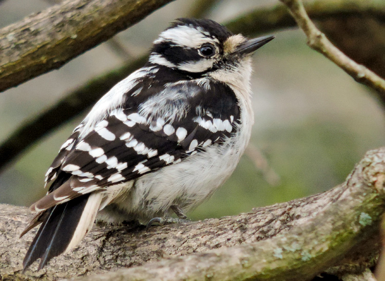 Downy Woodpecker © Elizabeth Ninemire