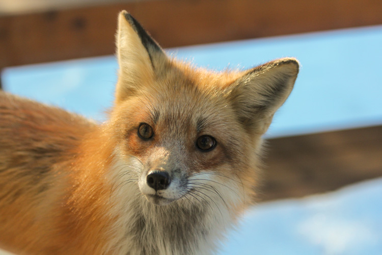 Red Fox © Barbara Gaskin