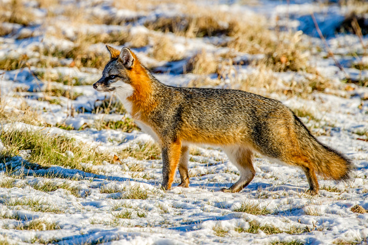 Gray Fox © Michael Snow