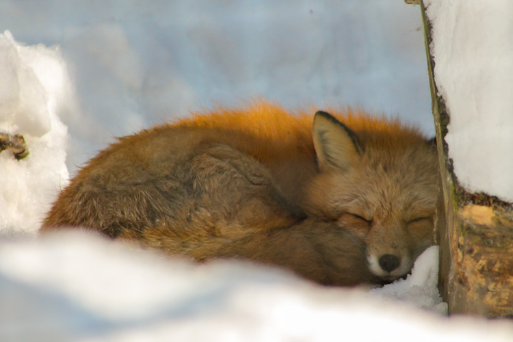 Red Fox © Juliana Lugg