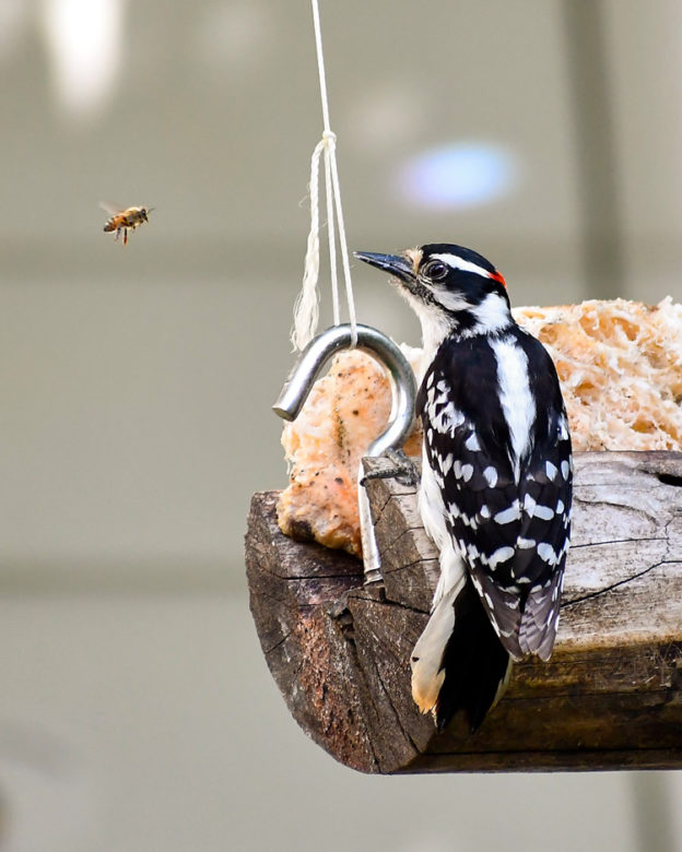 Take 5 Downy Woodpeckers Mass Audubon Your Great Outdoors 