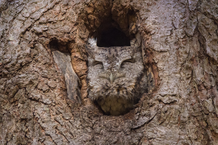 Eastern Screech-Owl © Linda MacMillan