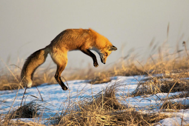 Red Fox © Tracy Myers