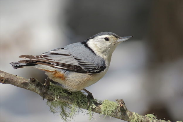 White-breasted Nuthatch © Joel Eckerson