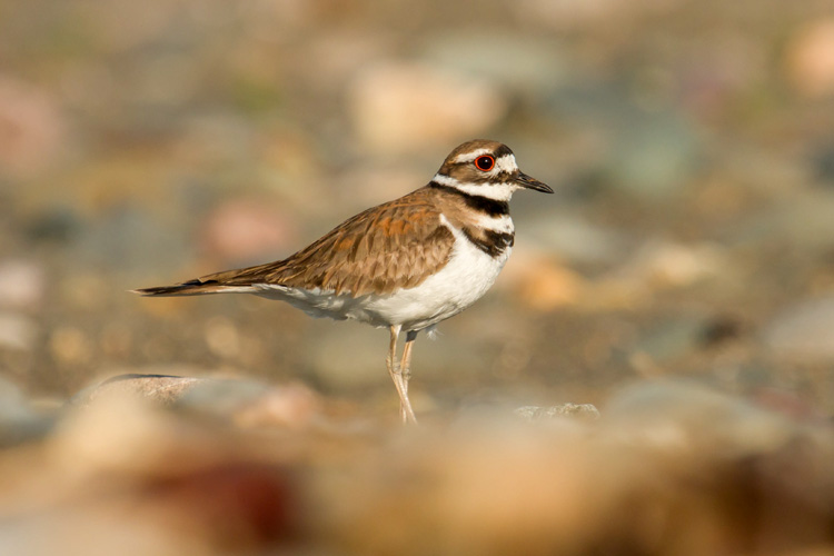 Killdeer © Nanci St. George