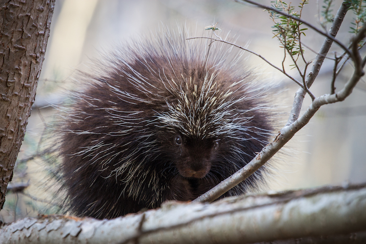 Porcupine © Kati Seiffer