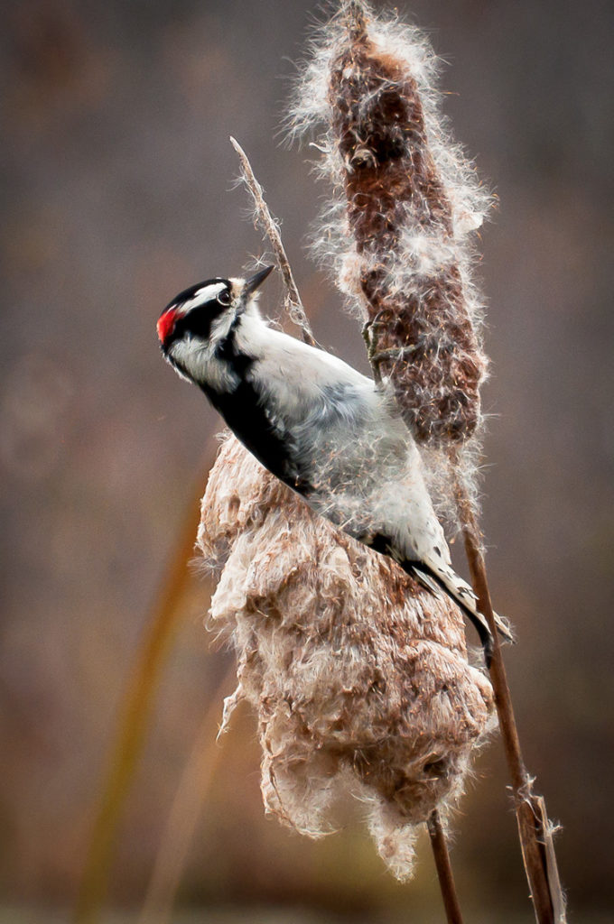 Downy Woodpecker © Rosemary Polletta