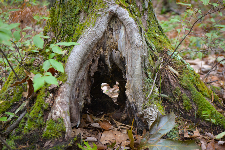Heart-shaped Tree Cavity © Elizabeth Cohen