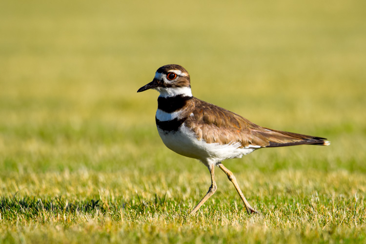 Killdeer © Jillian Paquette