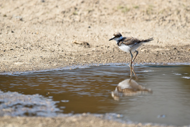 Killdeer © Ryan Barraford